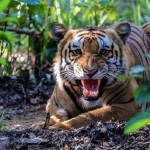 बाघ गणना आजबाट सुरु हुँदै, वनमन्त्रीले उद्घाटन गर्ने