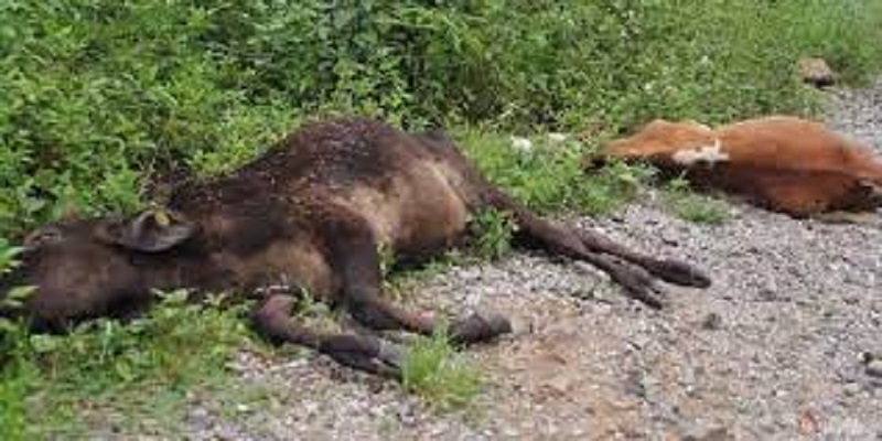 चिसोले कठ्यांग्रीएर हुम्लाको खाटी लेकमा ३६ पशु मरे 