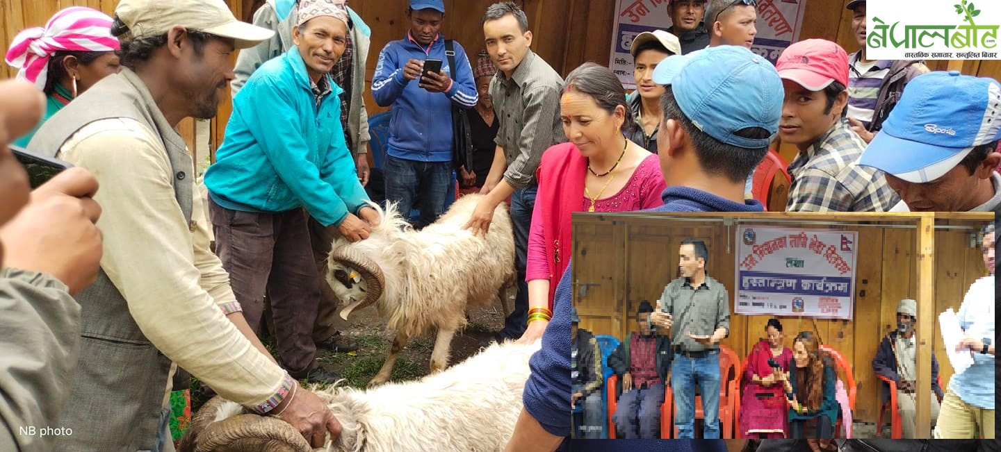 सिमकोट गाउँपालिकाको कृषि अभियानः उन उत्पादन गर्न भेडा वितरण  (भिडियोसहित) 